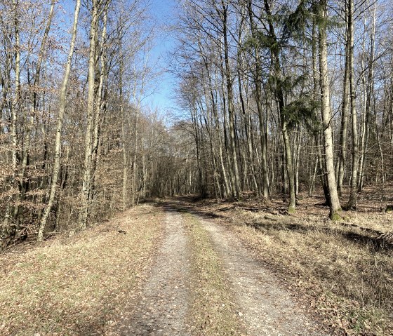 Un &eacute;troit chemin forestier traverse une for&ecirc;t clairsem&eacute;e d'arbres d&eacute;nud&eacute;s sous un ciel bleu et limpide., &copy; B. Milbach