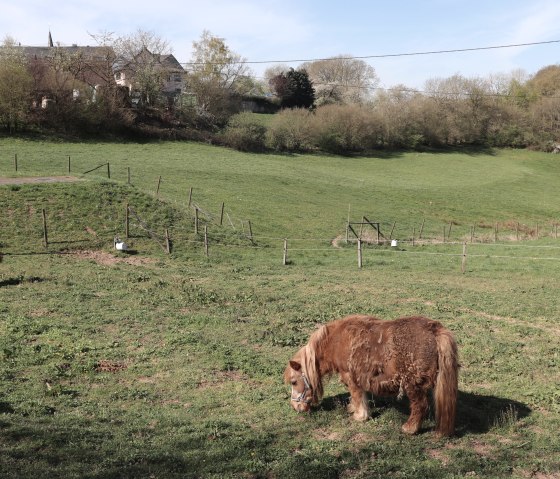 Wandelpad 91 koeien, &copy; Tourist-Info Islek