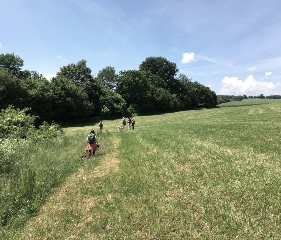 Een groep mensen loopt over een groene weide, omringd door bomen, onder een strakblauwe hemel., &copy; TI Bitburger Land