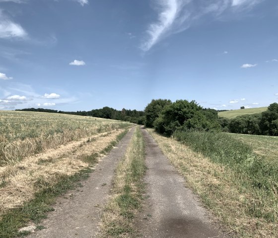 Un chemin &eacute;troit traverse des champs et des prairies, entour&eacute; d'arbres, sous un ciel bleu clair avec quelques nuages., &copy; Benjamin Milbach
