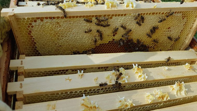 Eine Ansicht von Waben in einem Bienenstock, die von Bienen umgeben sind. Die Waben zeigen frisches Wachs und Honig.