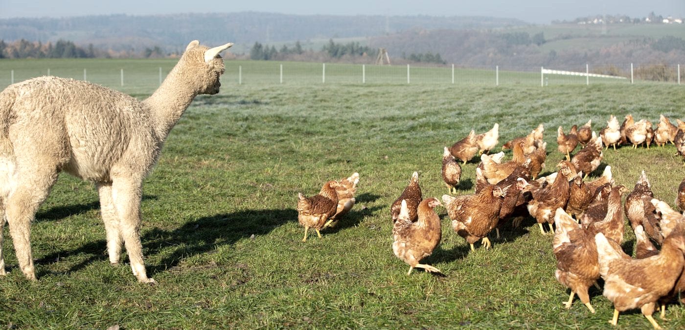 Wiese, &copy; Schiltzhof