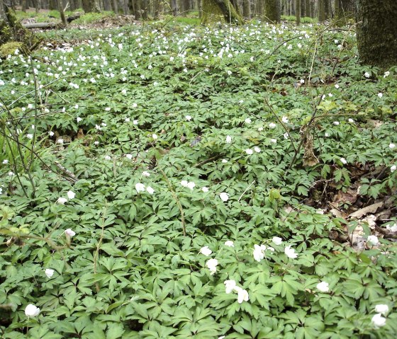 Mandelbachtal, &copy; Fritz Knob