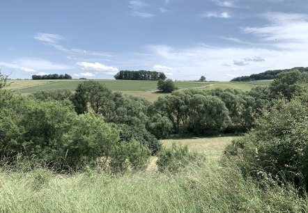 Des champs et des arbres verts s'&eacute;tendent sous un ciel bleu avec peu de nuages. Un paysage rural et calme., &copy; Benjamin Milbach
