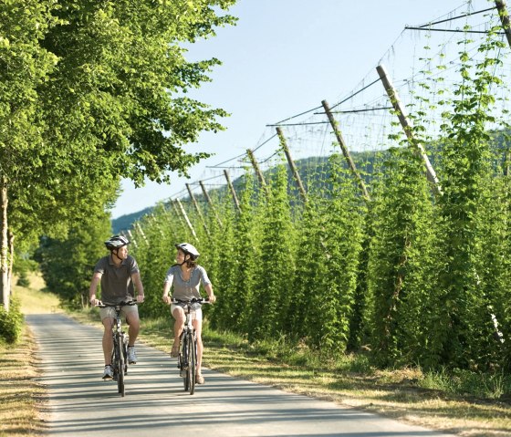 Champs de houblon sur la piste cyclable de Pr&uuml;m pr&egrave;s de Holsthum, &copy; Rheinland-Pfalz Tourismus GmbH/D. Ketz