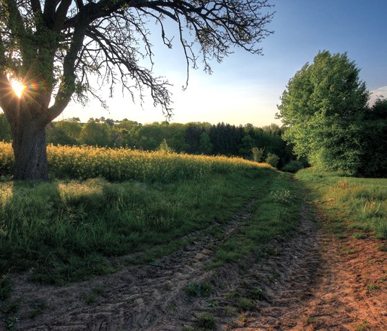 Route du gr&egrave;s bigarr&eacute; de la vall&eacute;e du Kyll, &copy; Naturpark S&uuml;deifel, Charly Schleder