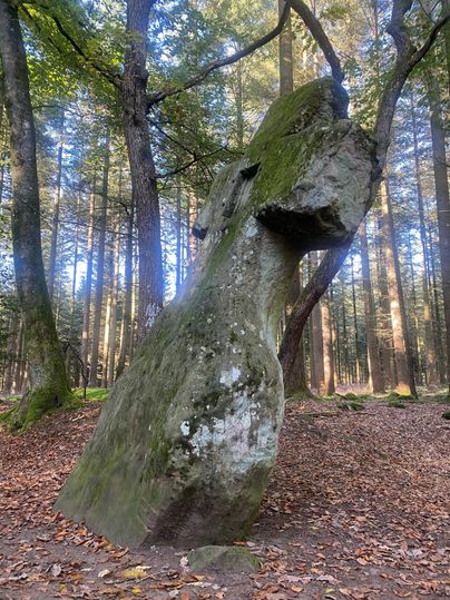 Ein großer, moosbedeckter Stein in einem Wald. Umgeben von hohen Bäumen und trockenem Laub am Boden.
