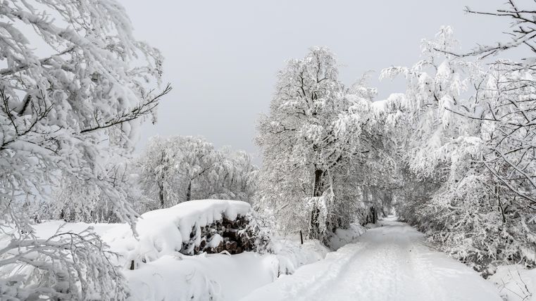 Een besneeuwd pad leidt door een winterlandschap. De bomen zijn zwaar bedekt met sneeuw en de lucht is grijs.