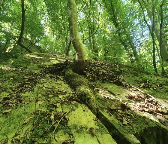 Ein Baum w&auml;chst schr&auml;g aus einem moosbedeckten Felsen im dichten, gr&uuml;nen Wald. Sonnenlicht f&auml;llt durch das Bl&auml;tterdach., &copy; TI Bitburger Land