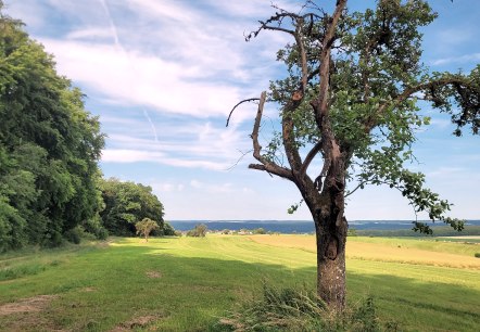 Eisenach_Arch&auml;ologischer_Rundweg-085531-Felsenland_S&uuml;deifel_Tourismus_GmbH-ElkeWagner, &copy; TI Felsenland