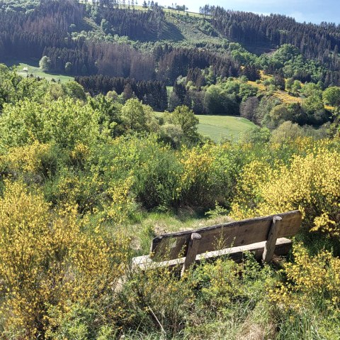 Ginsterblüte im Irsental, © Tourist-Information Islek, Ingrid Wirtzfeld