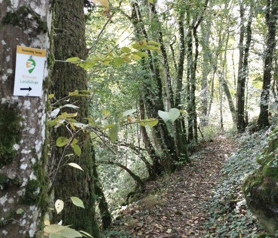 Ein schmaler Waldweg mit einem Schild 'Bitburger LandG&auml;nge' an einem Baum. Der Weg ist von B&auml;umen und Moos umgeben., &copy; TI Bitburger Land