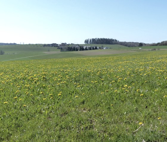 Prairie de printemps sur le sentier de l'Islek, &copy; Tourist-Information Islek