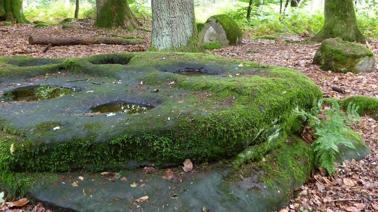Ein moosbedeckter Stein liegt im Wald, umgeben von Bäumen und natürlicher Vegetation. Die Atmosphäre ist ruhig und friedlich.