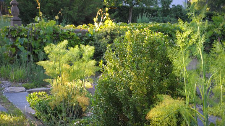 A beautiful garden with lush greenery and various plants. The sun is shining and creating a peaceful atmosphere.