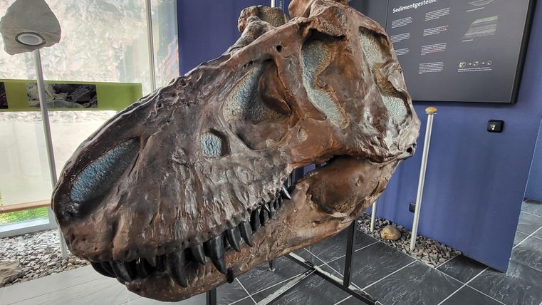 A T-Rex skull is displayed on a stand in a modern exhibition space. Informative panels can be seen in the background.