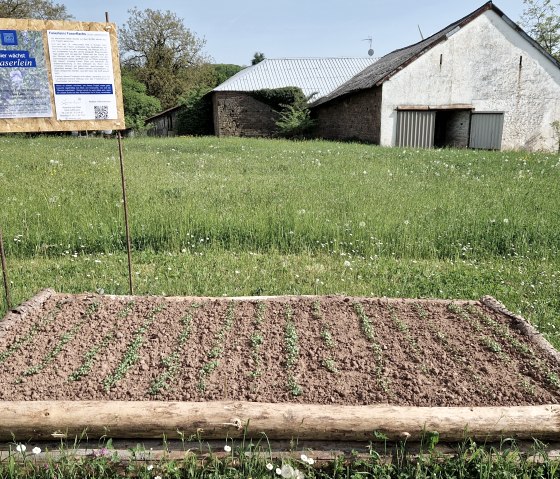 Lein Beet, &copy; Alexandra Kipp-M&uuml;ller