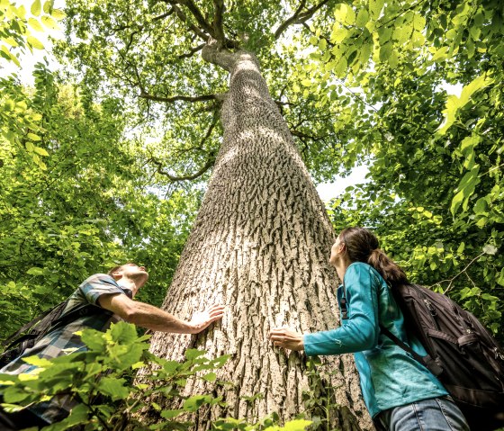 Natuurwandelpark Delux, Nat'Our Route 6, Royal Oak. Het natuurmonument wordt beschermd door een houten hek - er is ook een risico op afbrekende takken in winderige omstandigheden. Directe toegang tot de boom is daarom niet mogelijk. De twee personen op deze foto tonen de afmetingen van de eik., © Eifel Tourismus, Dominik Ketz