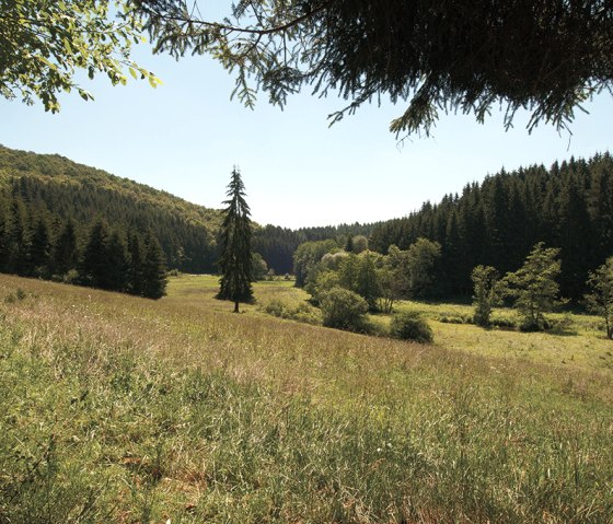 Paysage de l'Eifel sur le sentier de l'Irsen, © Naturpark Südeifel, Joelle Mathias