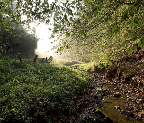 Ein Waldweg mit &uuml;ppigem Gr&uuml;n, Sonnenlicht bricht durch die B&auml;ume. Ein kleiner Bach flie&szlig;t entlang des Weges, umgeben von dichtem Laub., &copy; Naturpark S&uuml;deifel, V. Teuschler