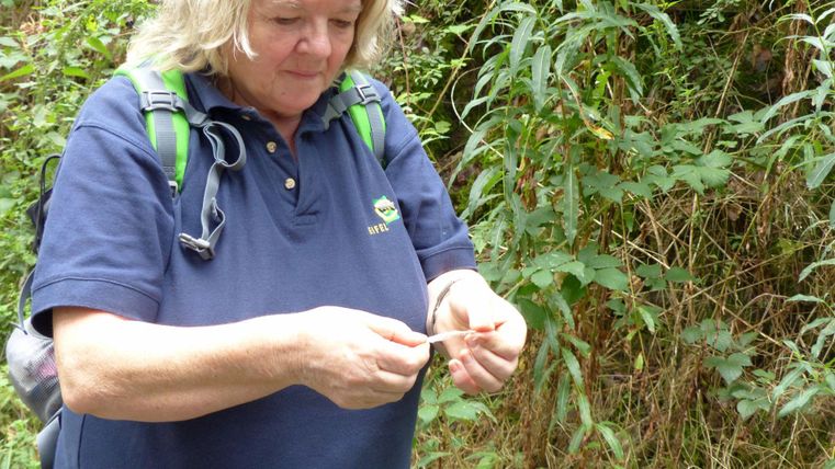 Eine Person steht in einem grünen Umfeld und untersucht etwas in ihren Händen. Sie trägt ein dunkelblaues Polohemd und hat einen Rucksack auf dem Rücken.