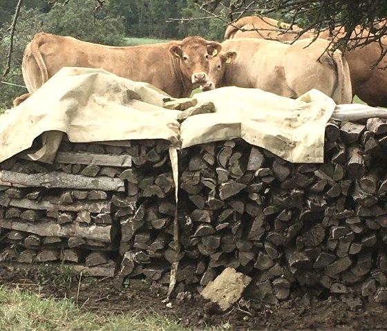 Zwei K&uuml;he stehen hinter einem mit Plane bedeckten Holzstapel auf einer Wiese., &copy; Tourist-Info Bitburger Land M.Mayer