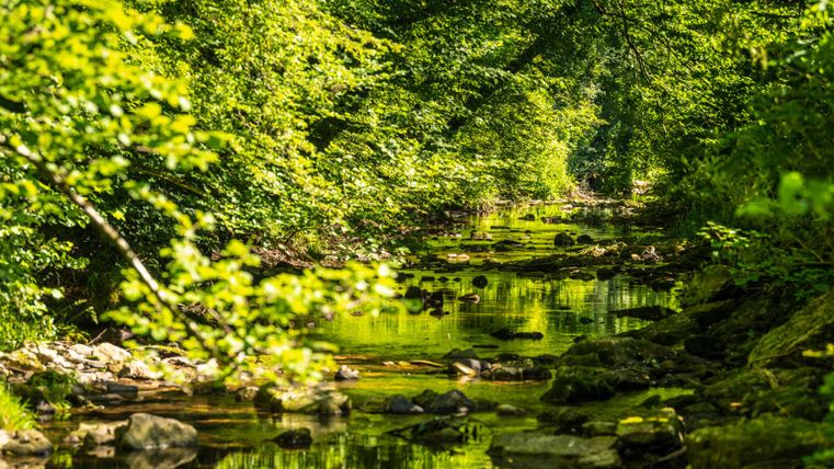 Un ruisseau tranquille coule à travers une forêt verdoyante au feuillage luxuriant et aux pierres dans l'eau.