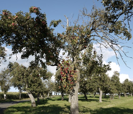 Langs een pad staan appelbomen met rijp fruit. De lucht is blauw met een paar wolken. Het landschap is idyllisch en vredig., &copy; Berscheid