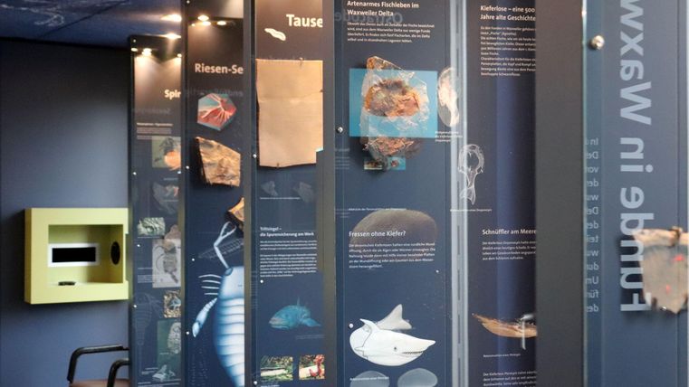 An exhibition area with display panels about marine creatures. On the left side, there is a chair and a green information box.