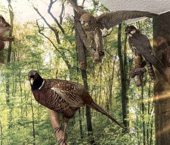 Ausstellung, &copy; Naturpark Nordeifel