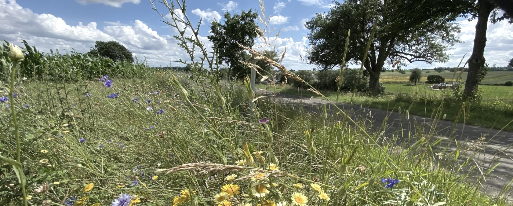 Des fleurs sauvages et des herbes color&eacute;es au bord du chemin, des arbres en arri&egrave;re-plan et un champ sous un ciel bleu avec des nuages., &copy; Benjamin Milbach