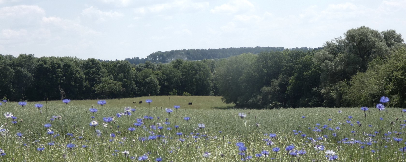 Un champ de bleuets bleus au premier plan, derri&egrave;re une prairie et une for&ecirc;t dense sous un ciel l&eacute;g&egrave;rement nuageux., &copy; TI Bitburger Land
