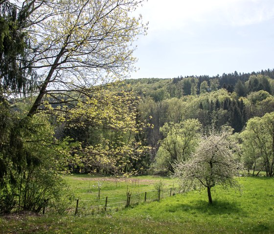 Voorjaarslandschap in het molenbos met bloeiende bomen, groene weide en beboste heuvels op de achtergrond onder een blauwe lucht., &copy; TI Bitburger Land