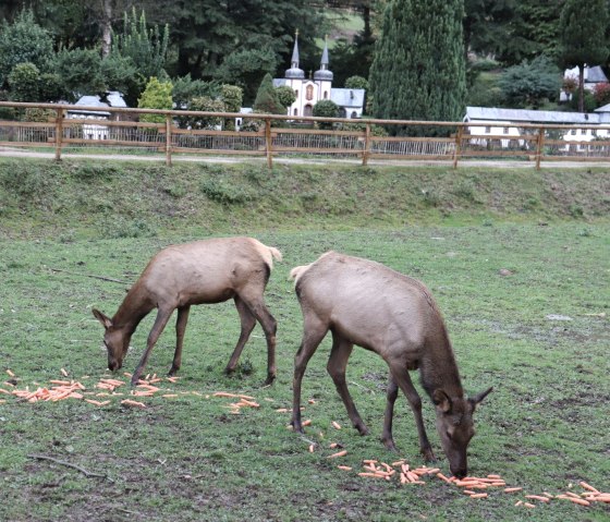 Davidshirsche, &copy; Tourist-Info Islek, Ingrid Wirtzfeld