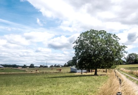 Groene weiden met een grote boom en een zandpad, omringd door wilgen en bomen onder een blauwe wolkenlucht., &copy; TI Bitburger Land