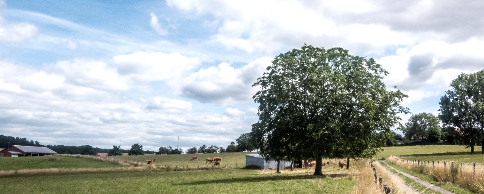 Groene weiden met een grote boom en een zandpad, omringd door wilgen en bomen onder een blauwe wolkenlucht., &copy; TI Bitburger Land