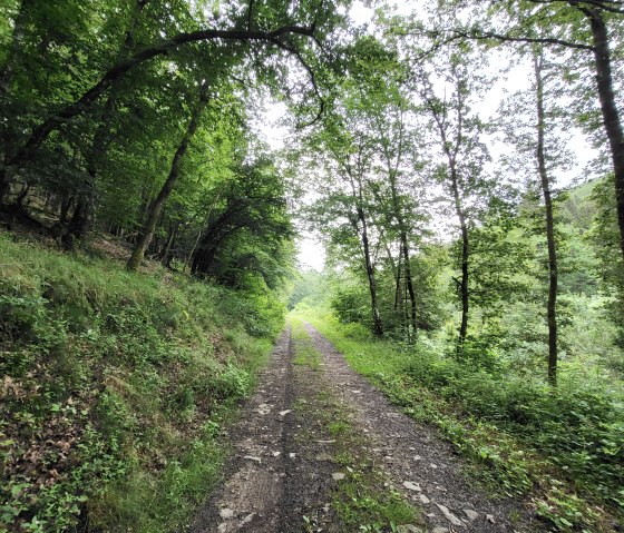 Sch&ouml;ner Waldweg am M&uuml;hlbach, &copy; Tourist-Information Islek