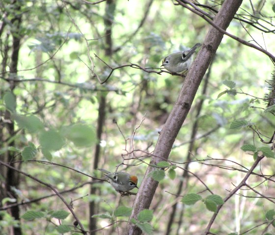Deux petits oiseaux sont perch&eacute;s sur une branche dans une for&ecirc;t dense et verdoyante. L'environnement est rempli de feuilles et de branches.