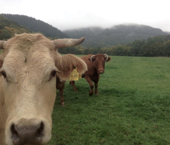 Vaches sur le sentier de randonn&eacute;e n&deg; 21, &copy; Harald Geimer