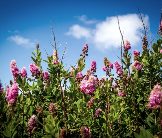 Rosa Bl&uuml;ten ragen in den blauen Himmel mit vereinzelten Wolken. Die Pflanzen sind &uuml;ppig und gr&uuml;n, typisch f&uuml;r einen sommerlichen Wegesrand., &copy; TI Bitburger Land - Monika Mayer