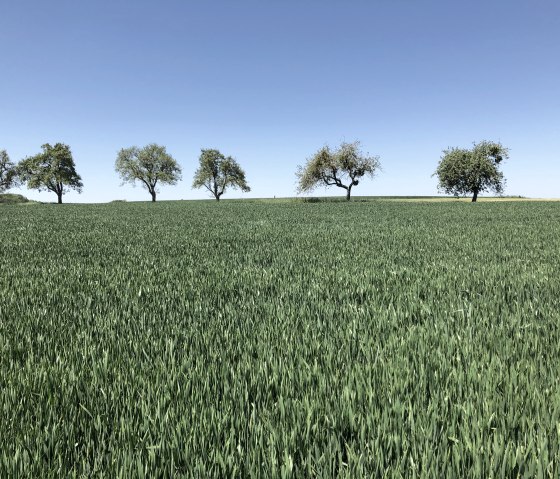 Bitburger Feld und Flur-Tour, &copy; Tourist-Information Bitburger Land