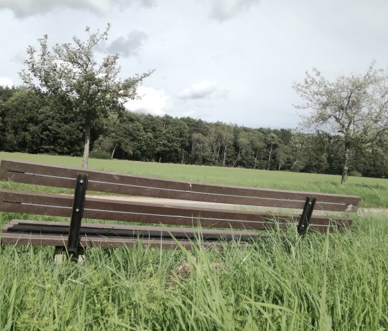 Un banc en bois est pos&eacute; sur une prairie verte, entour&eacute; de hautes herbes. En arri&egrave;re-plan, on aper&ccedil;oit des arbres et un ciel nuageux., &copy; TI Bitburger Land