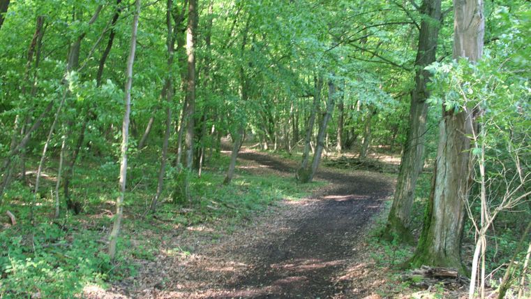 A green wooded path winds through a sunny forest. The trees provide shade, and nature feels peaceful.