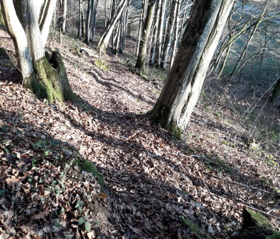 Un &eacute;troit chemin forestier, recouvert de feuilles d'automne, serpente &agrave; travers une for&ecirc;t clairsem&eacute;e d'arbres d&eacute;nud&eacute;s &agrave; Wi&szlig;mannsdorf., &copy; Georg Lotzkes