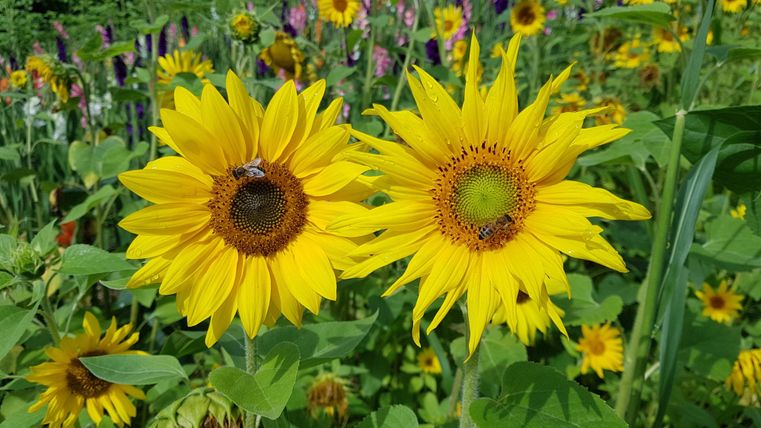 Zwei leuchtend gelbe Sonnenblumen inmitten eines blühenden Feldes. Bienen sind auf den Blüten zu sehen.