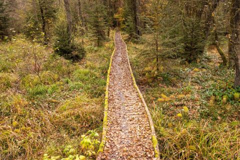 Ein schmaler Holzsteig führt durch einen herbstlichen Wald. Überall liegen bunte Blätter und grünes Gras.