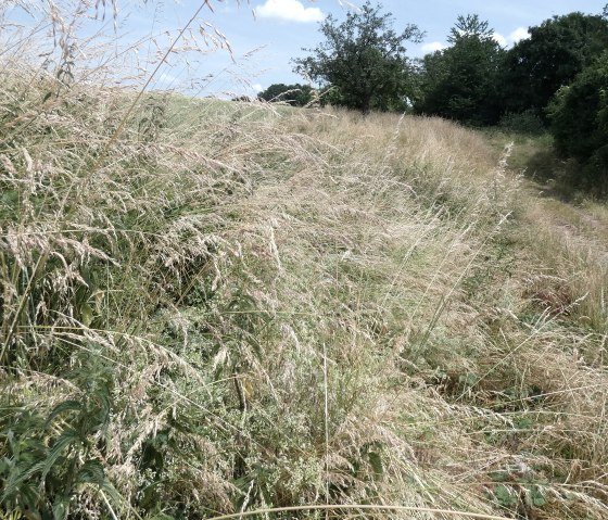 L&auml;ndlicher Wanderweg in Orenhofen mit hohem Gras und einem Wegweiser mit der Nummer 4. Der Weg f&uuml;hrt durch eine gr&uuml;ne Landschaft., &copy; TI Bitburger Land