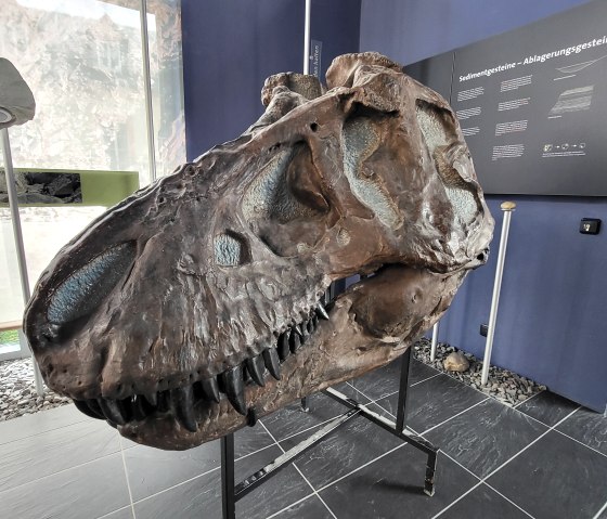 T-Rex-Schädel, © Tourist-Information Islek