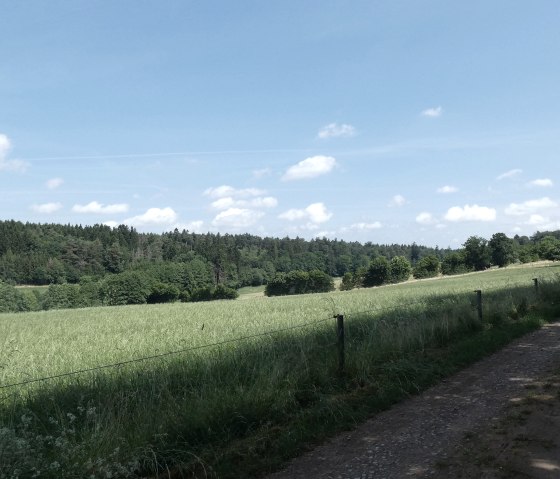 Chemin de randonn&eacute;e rural &agrave; c&ocirc;t&eacute; d'une prairie verte, entour&eacute; de for&ecirc;ts et sous un ciel bleu avec quelques nuages., &copy; TI Bitburger Land