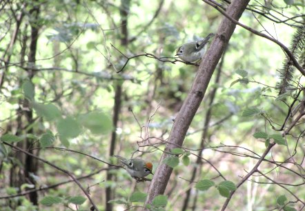 Deux petits oiseaux sont perch&eacute;s sur une branche dans une for&ecirc;t dense et verdoyante. L'environnement est rempli de feuilles et de branches.